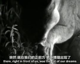 BBC自然世界镜头前的五虎将BBCNaturalWorldFiveBigCatsandaCamera