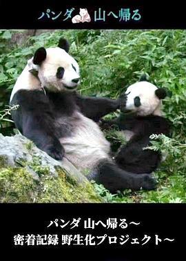 熊猫回归山林野放全记录