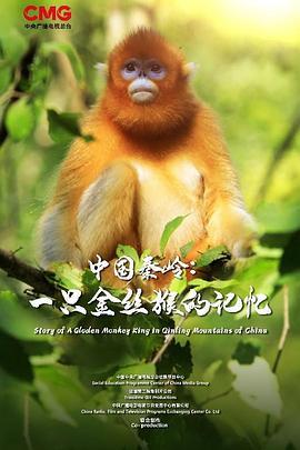 中国秦岭：一只金丝猴的记忆