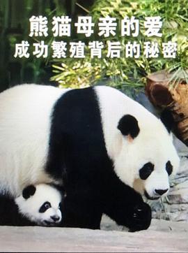 熊猫母亲的爱：成功繁殖背后的秘密